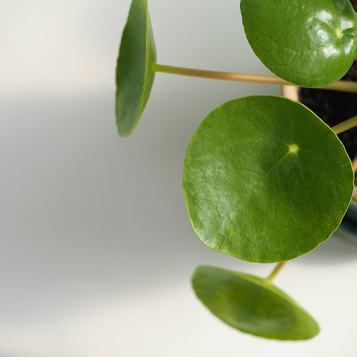 自然なボリュームをご希望なら、脂肪移植はいかがでしょうか？ Thumbnail